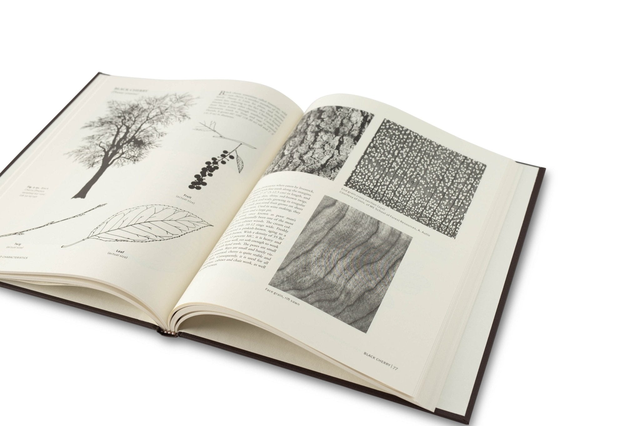 With the Grain: A Craftsman's Guide to Understanding Wood