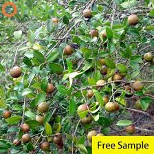 Branches with round, brown fruits and green leaves glisten as if touched by MARU Camellia Oil 8 oz. A "Free Sample" label appears in the lower right corner.