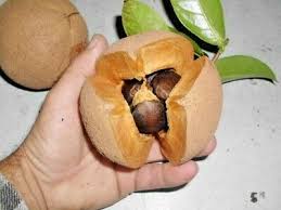 A hand holds an open mamey sapote fruit, revealing dark seeds and textured brown skin with green leaves, echoing the vibrancy of fresh produce as MARU's Camellia Oil 8 oz. naturally protects carbon steel.