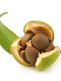 MARU's Camellia Oil 8 oz. emphasizes protection, similar to how nature's non-toxic oils safeguard seeds within their green shells and leaves, ensuring freshness and vibrancy.