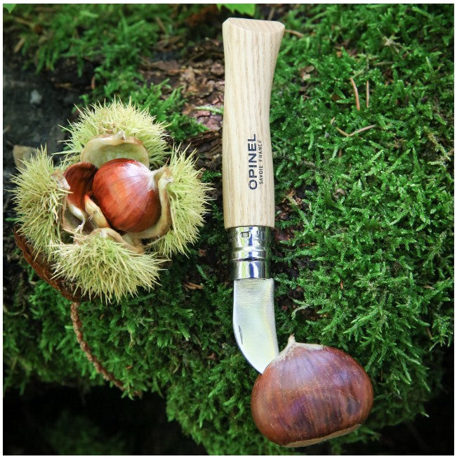 An Opinel No.07 Folding Chestnut and Garlic Knife with a stainless steel blade rests on green moss next to a chestnut burr holding two chestnuts, while one lies outside, partially pierced by the knife.